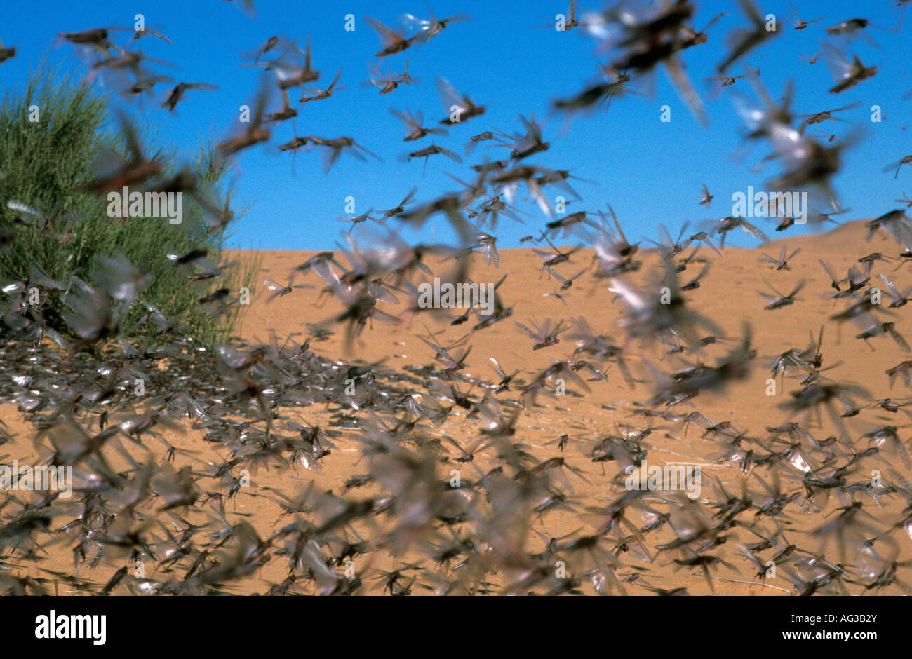 Grasshoppers flying hi-res stock photography and images - Alamy