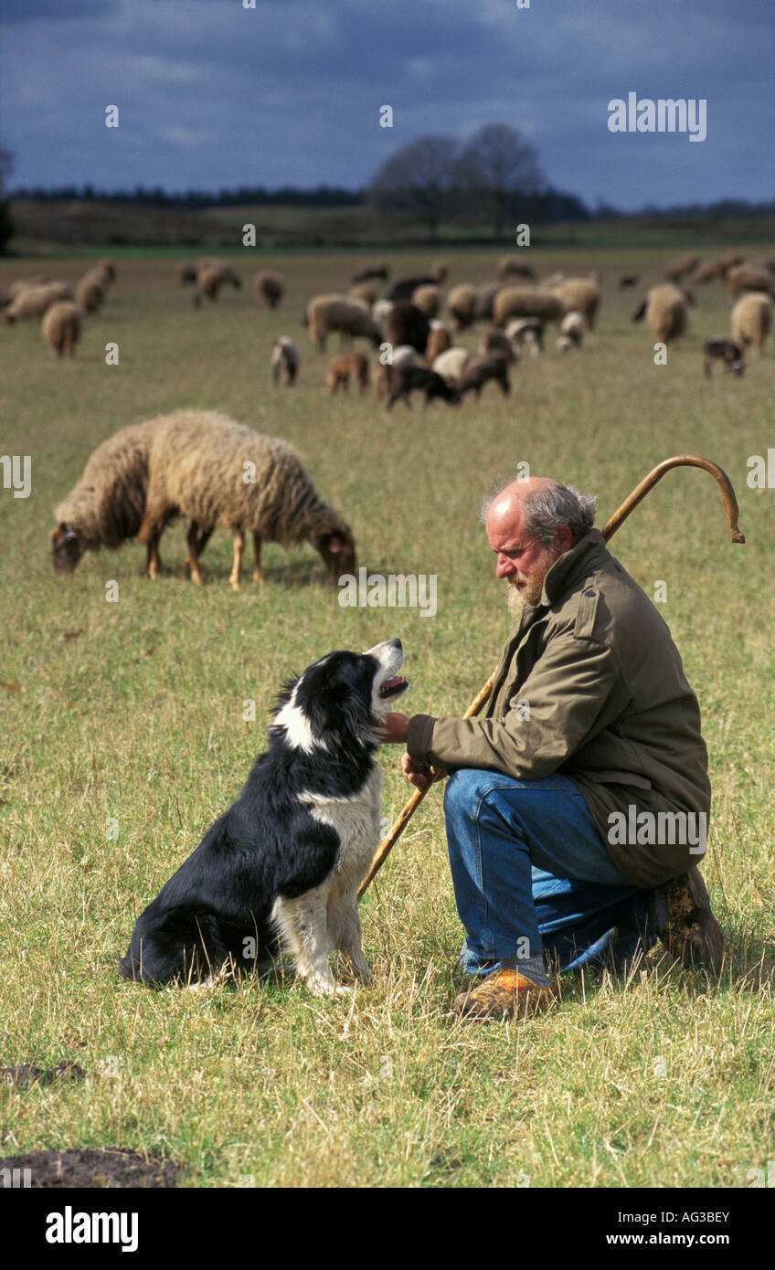 Netherlands Emmen Shepherd with dog and sheep Stock Photo