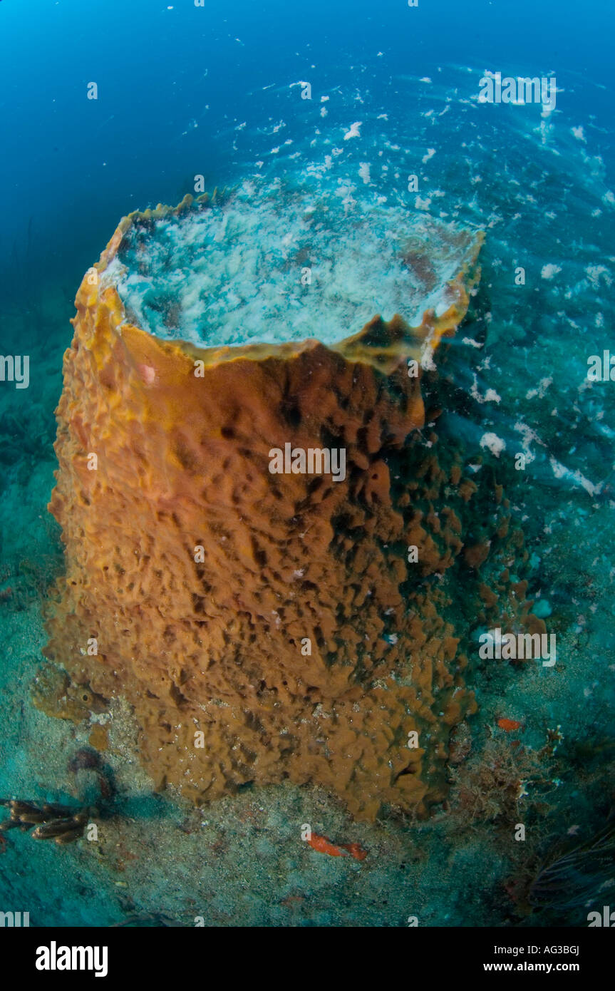 Female Barrel Sponge (Xestospongia muta) spawning and releasing eggs in
