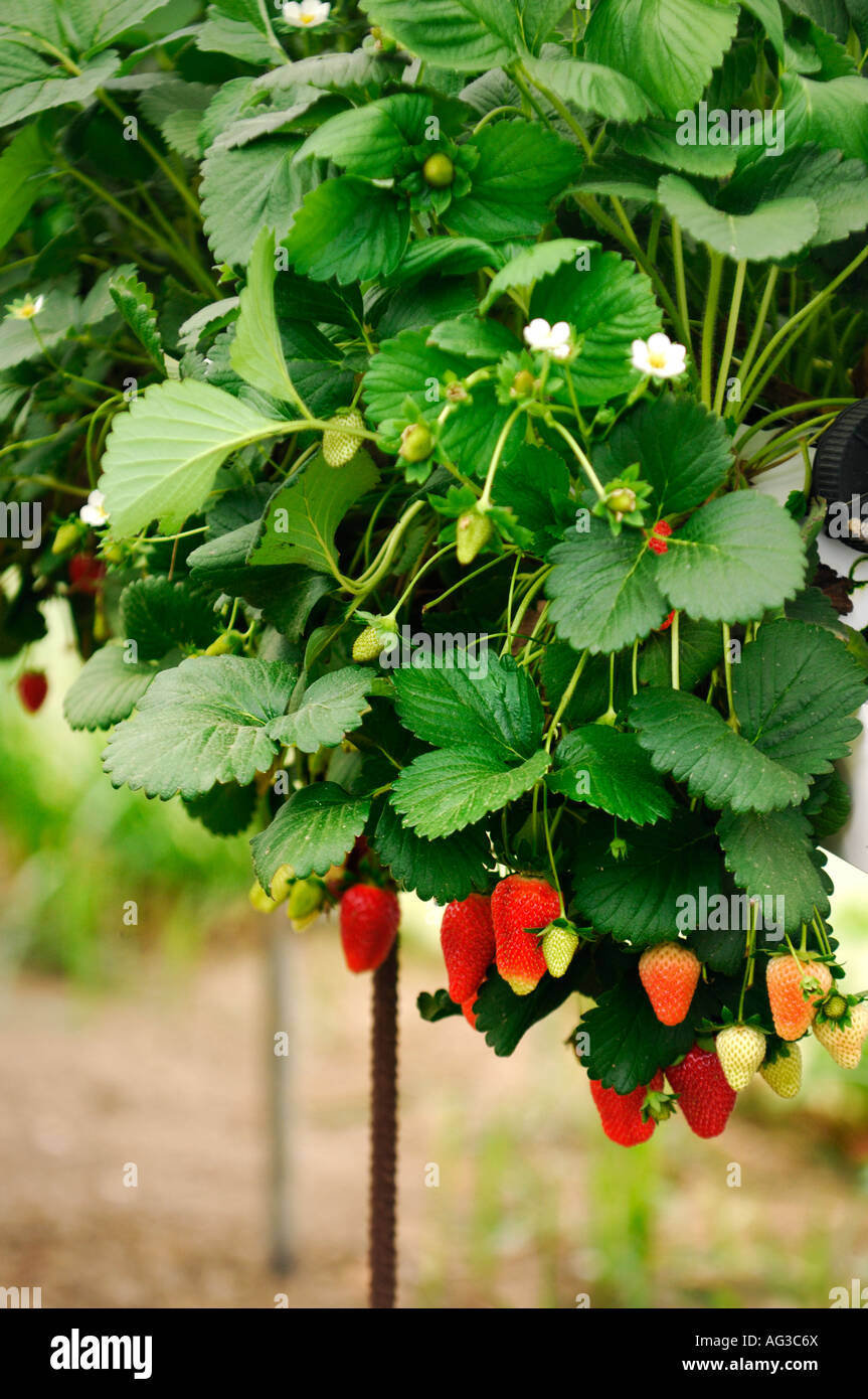 Organic strawberry growing in a greenhouse Stock Photo - Alamy