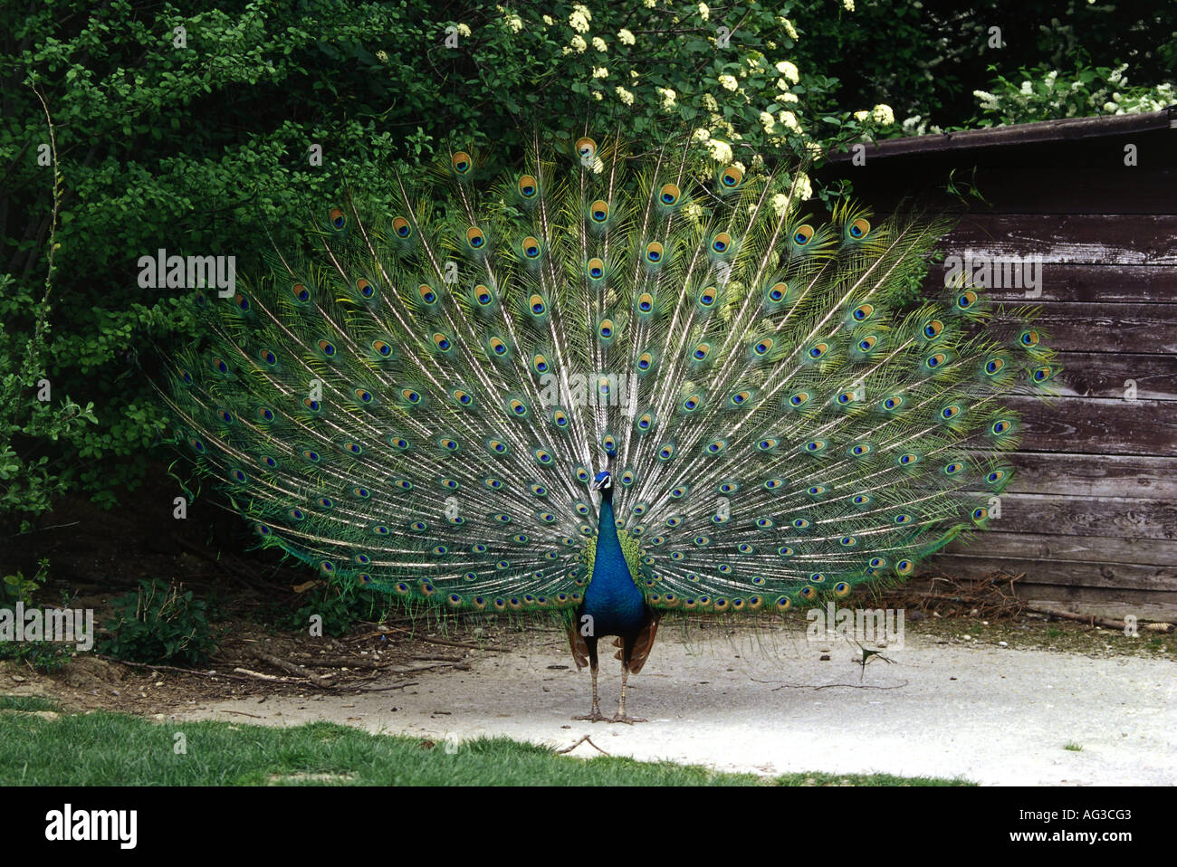 zoology / animals, avian / bird, Phasianidae, Indian Peafowl (Pavo cristatus), male animal, mating, Wildpark Poing, Bavaria, Germany, distribution: worldwide, native distribution: India and Sri Lanka, Additional-Rights-Clearance-Info-Not-Available Stock Photo
