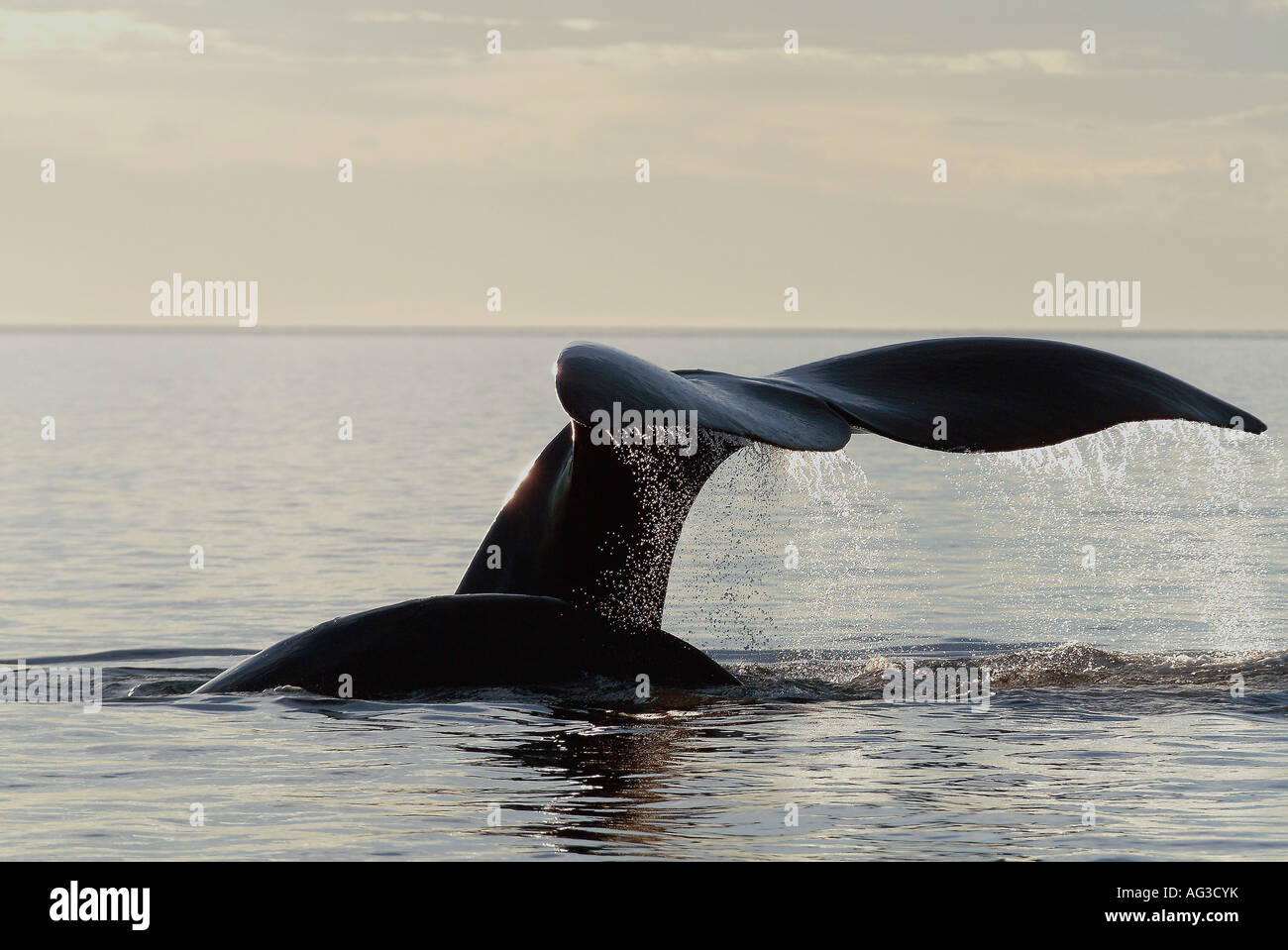 Whale tail sunset hi-res stock photography and images - Alamy