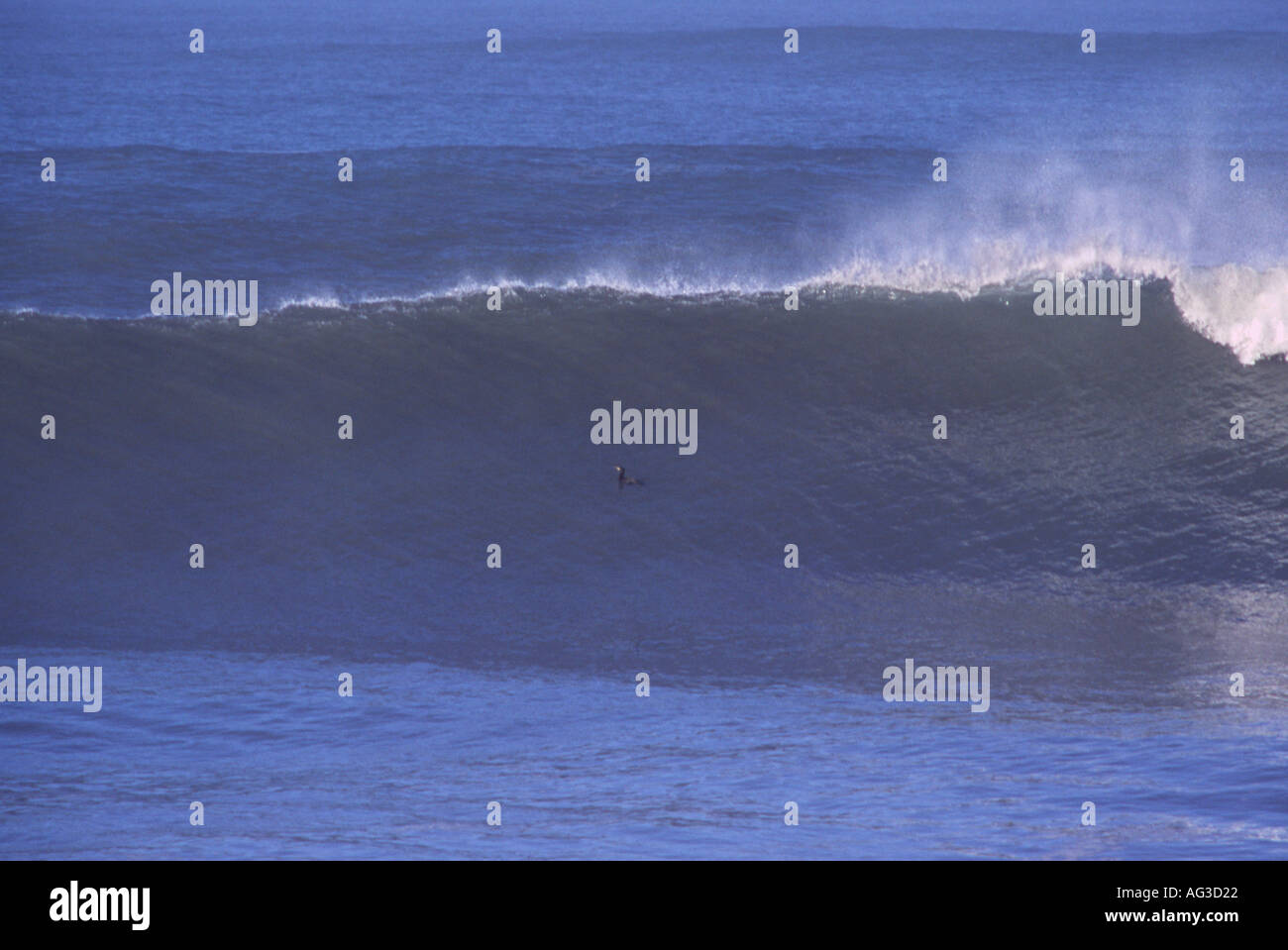 A black cormorant sea bird on face of powerful surf wave breaking at Saunton Point near Croyde Bay North Devon England Stock Photo