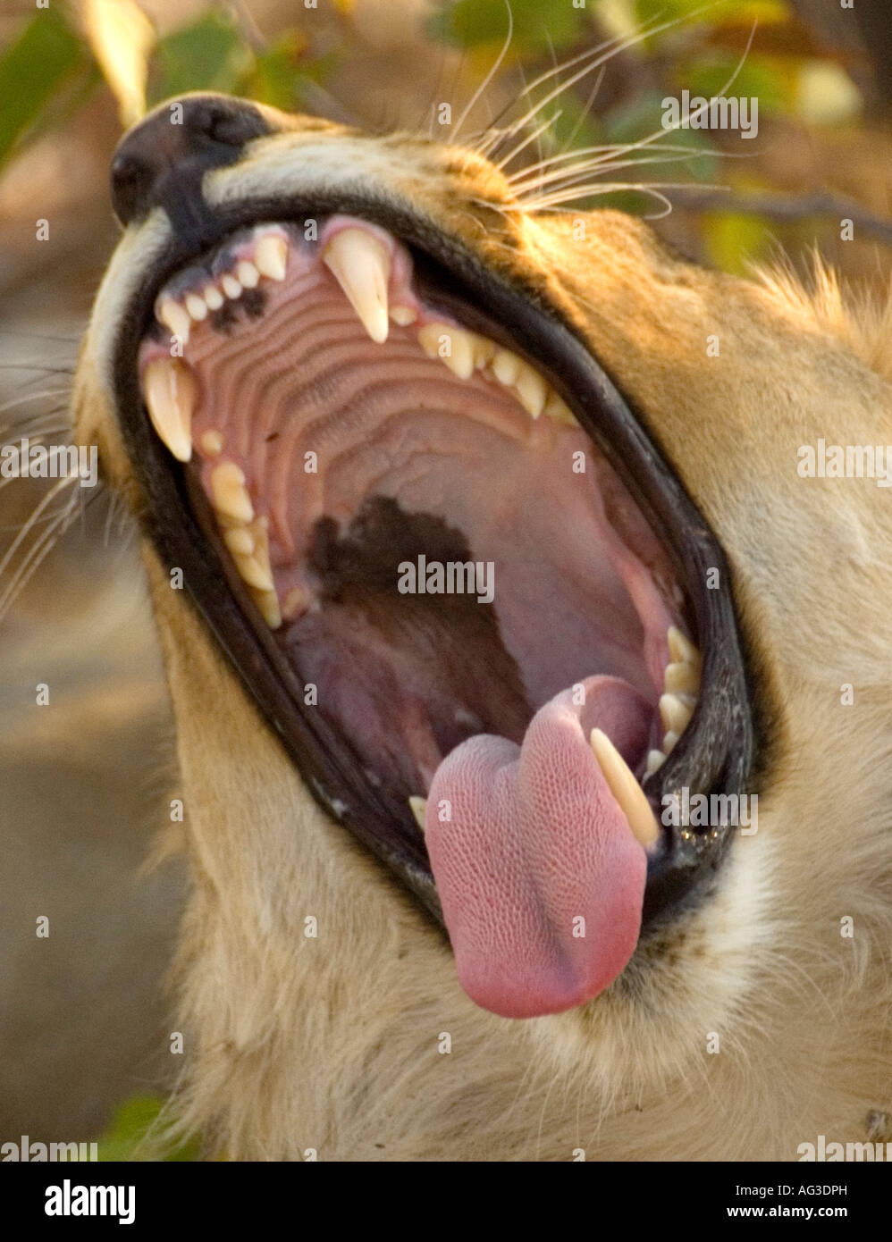 Mouth of male lion, Etosha National Park, Namibia Stock Photo
