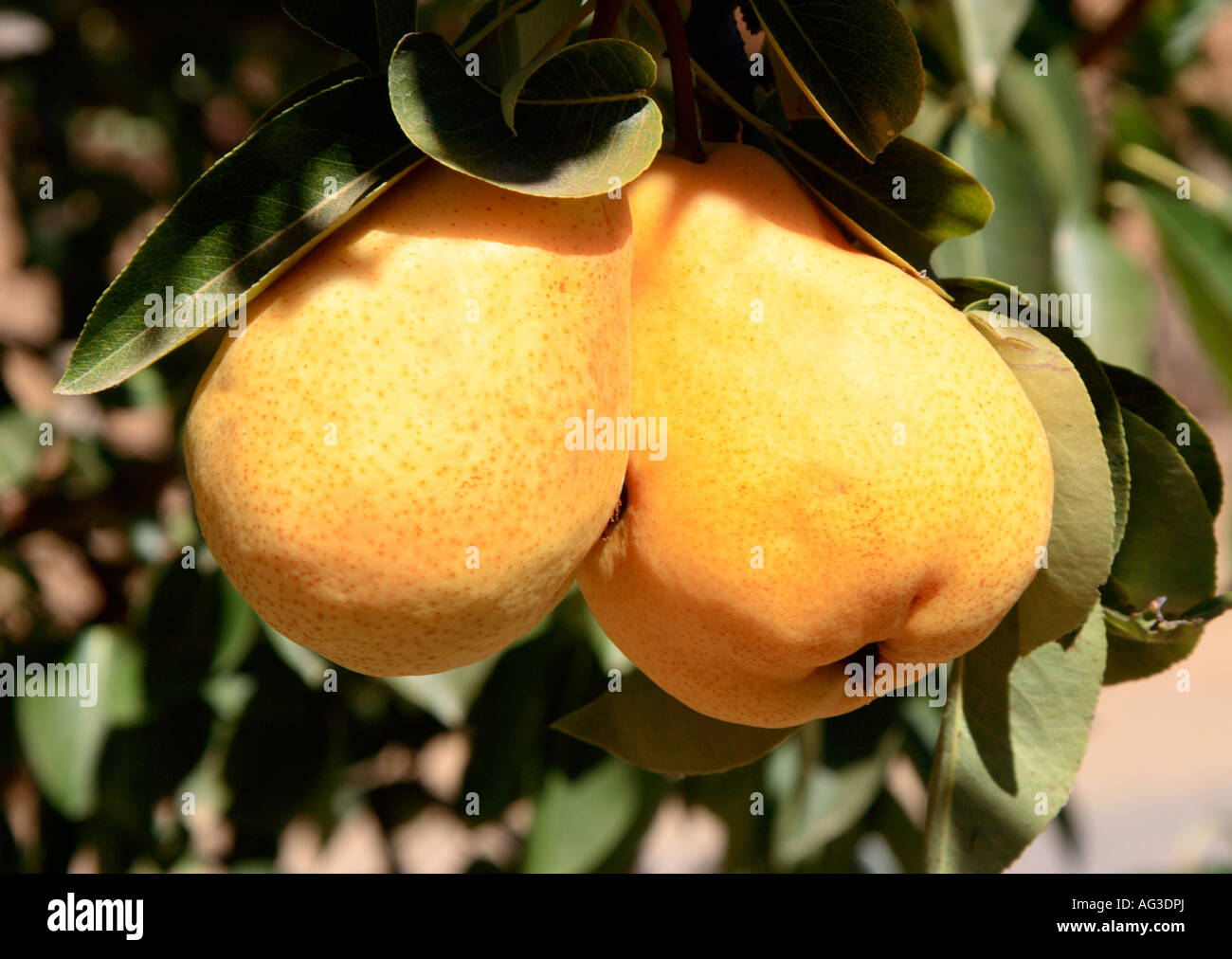 Two Ripe Pears Hanging on a Tree Branch Stock Photo - Alamy