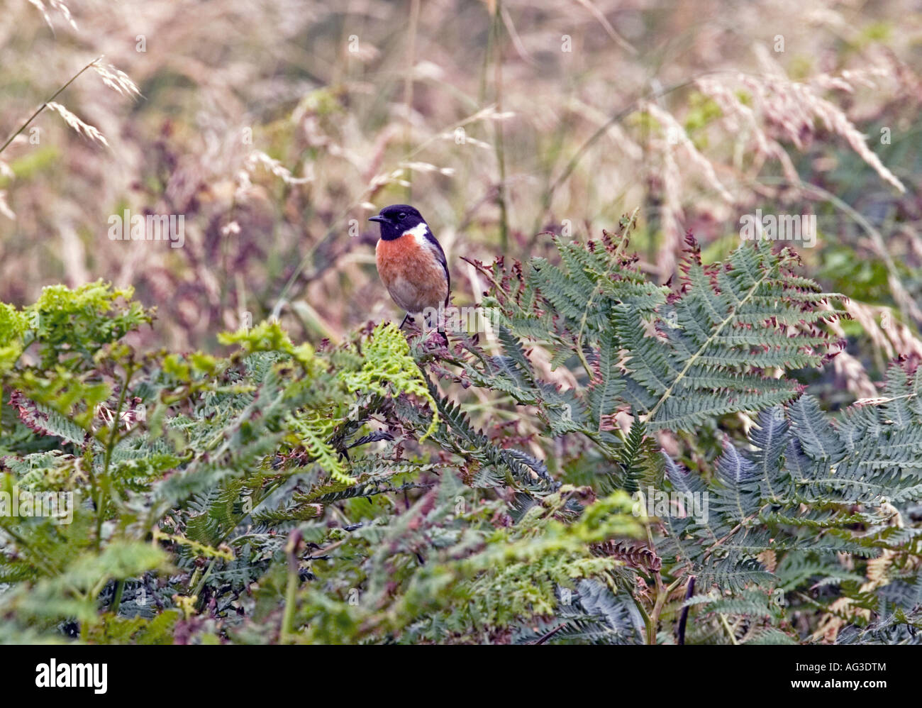 Stonechat bird perching on plants in Pembrokeshire,UK Stock Photo