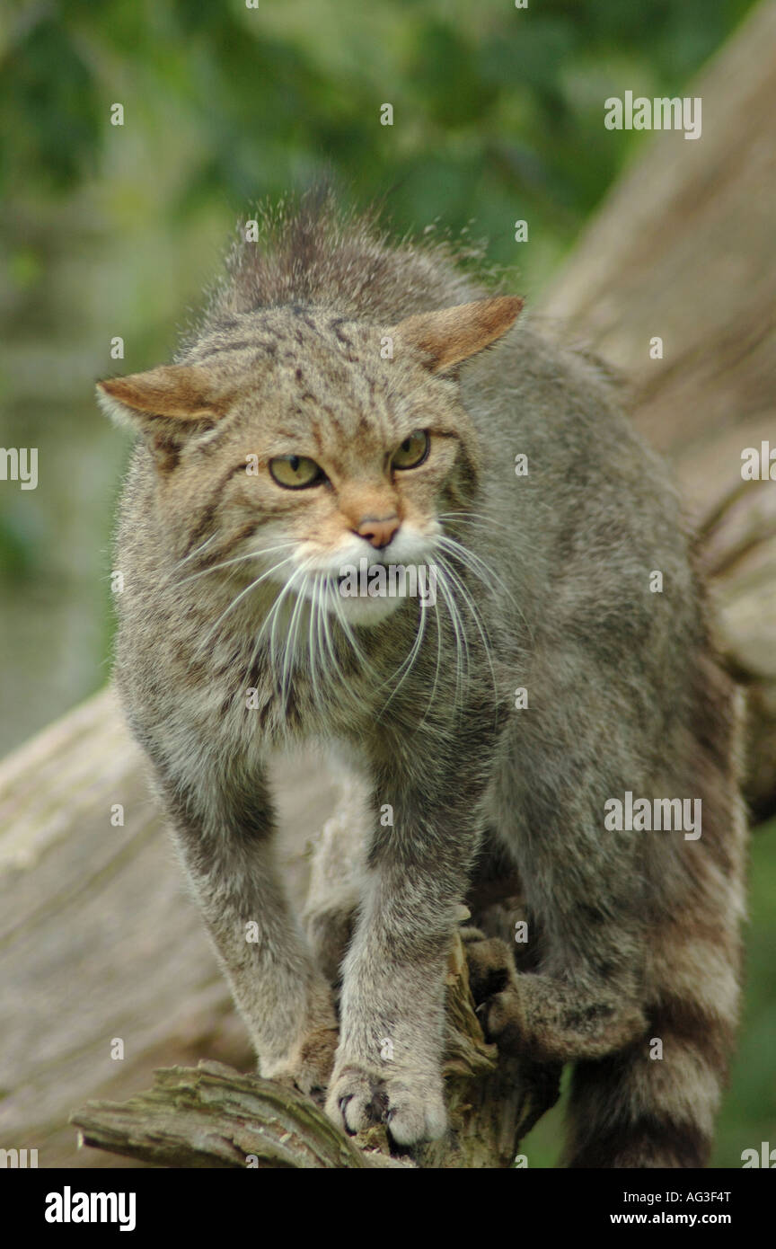 Felis sylvestris sylvestris hi-res stock photography and images - Alamy