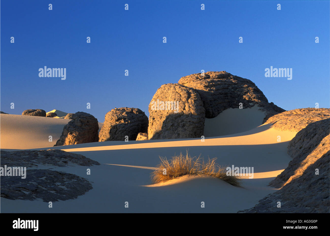 Algeria Tamanrasset Bush between sand and rocks Stock Photo - Alamy