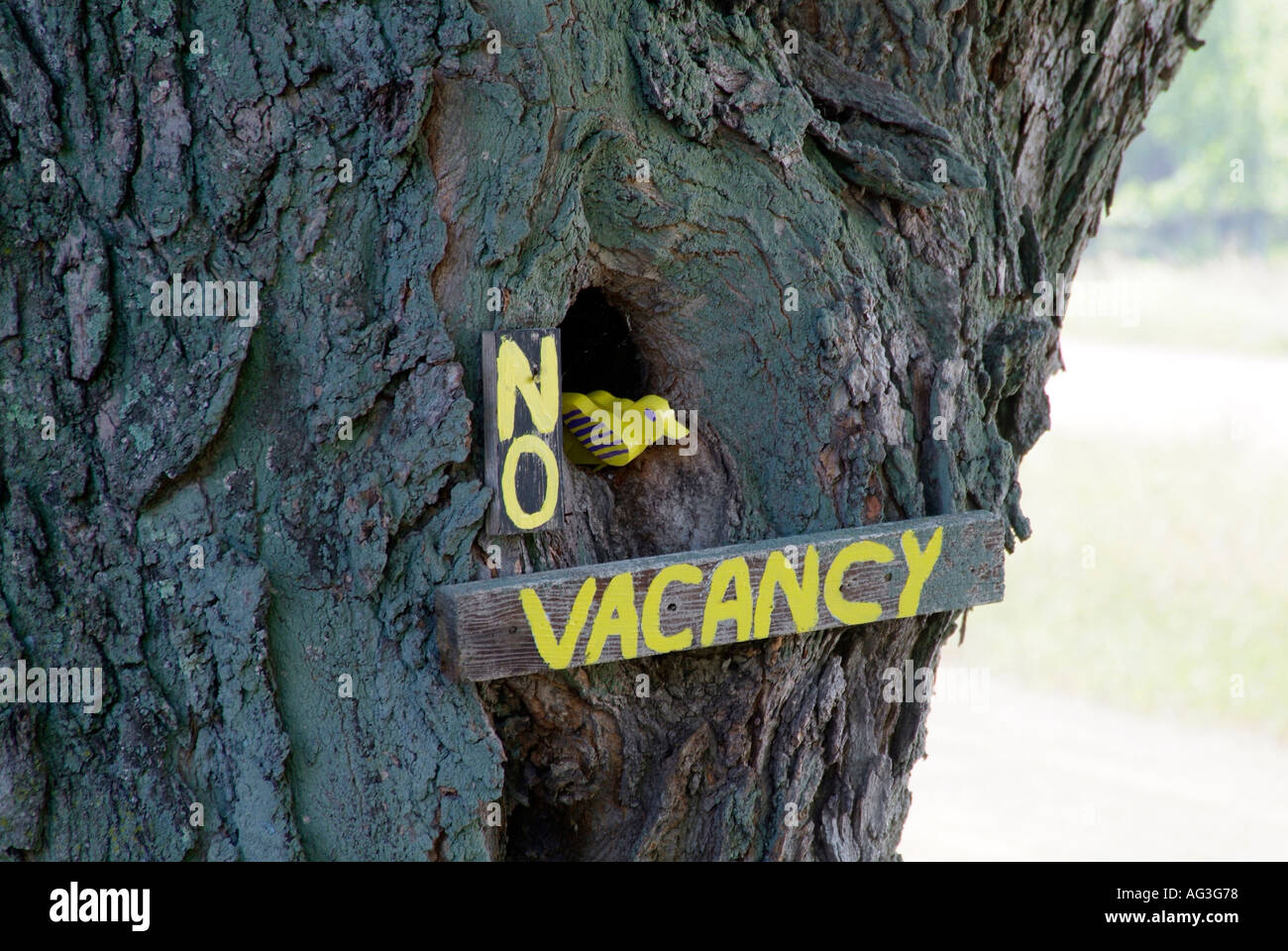 Wooden bird in a nest in a tree with no vacancy sign Stock Photo