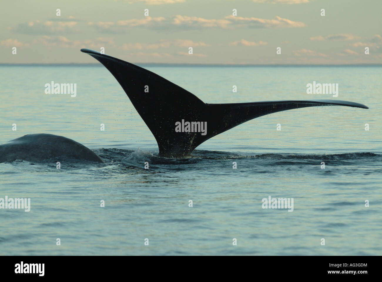 Southern Right Whale, Patagonia, Argentina Stock Photo - Alamy