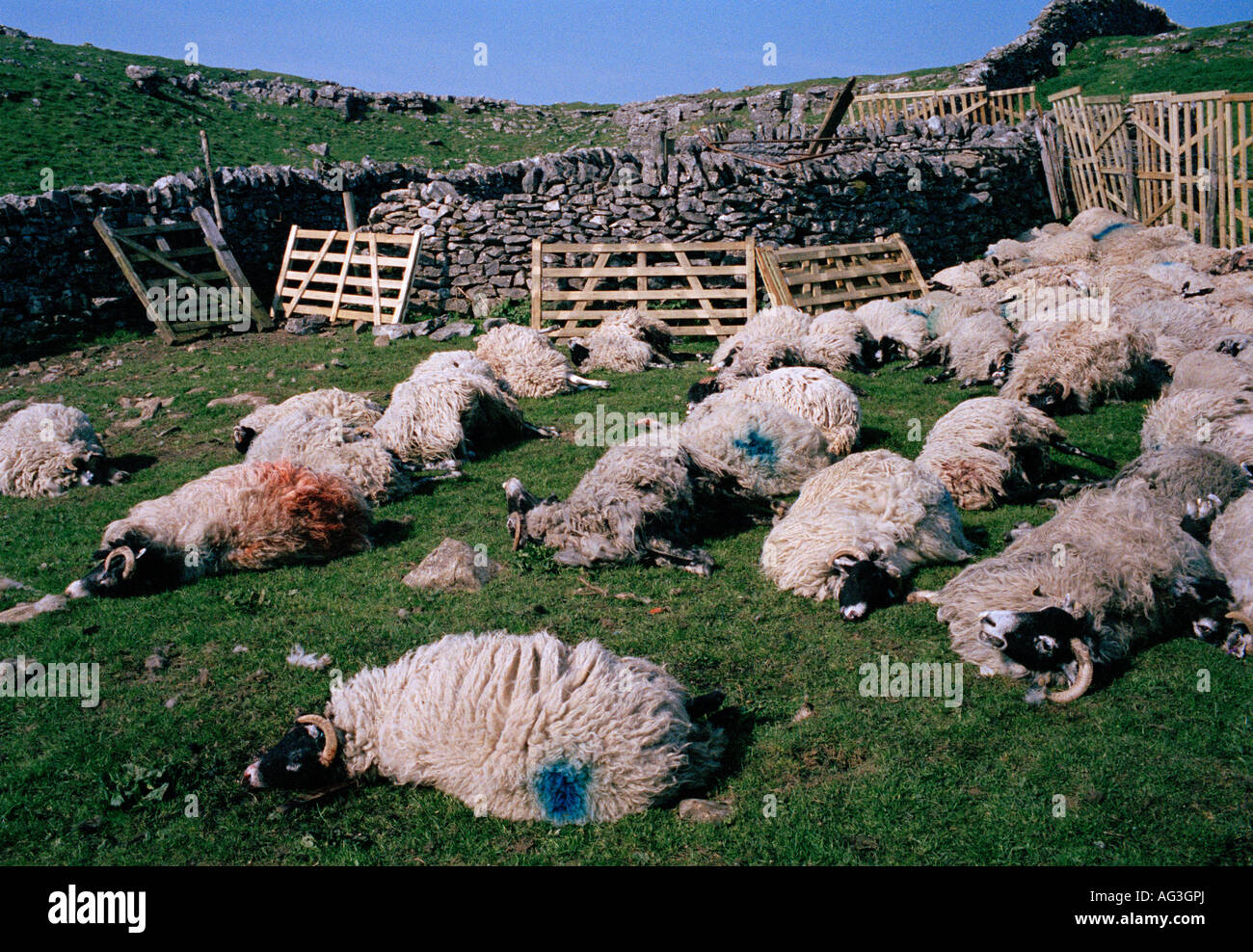 Foot And Mouth Disease Sheep Are Culled In Yorkshire During The 2001 Foot And Mouth Disease Sheep Are Culled In Yorkshire During The 2001