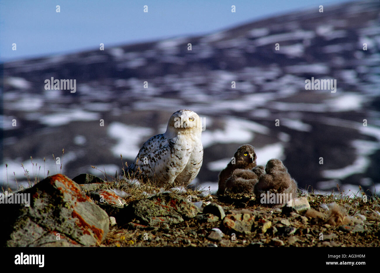 Snowy Owl Nyctea scandia sitting on the ground harfang des neiges Stock Photo