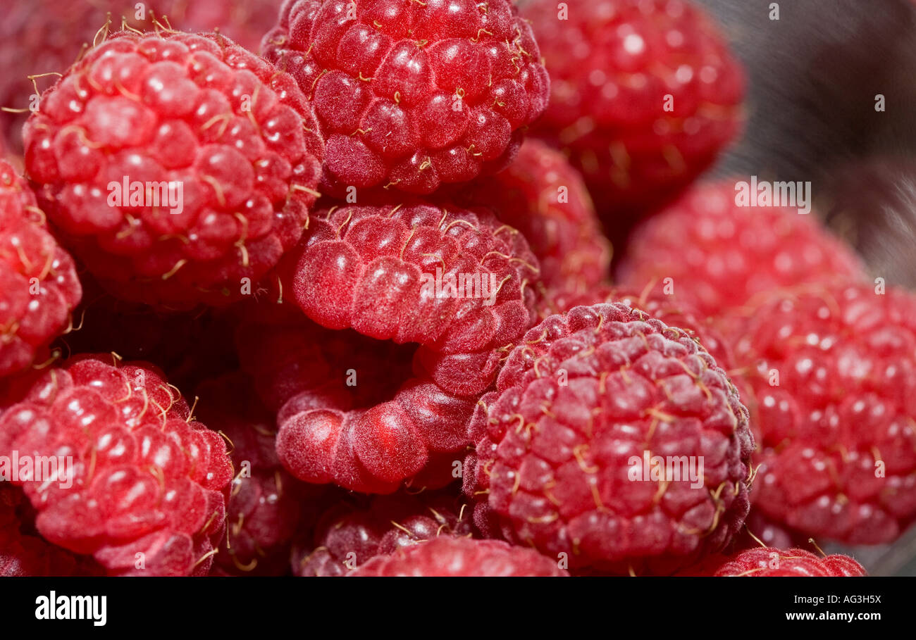 Red Raspberries A close up shot of a jumble of fresh plump red ripe raspberries Ottawa Ontario Canada Stock Photo