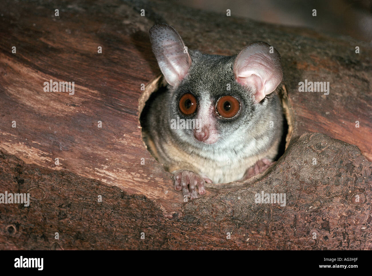 zoology / animals, mammal / mammalian, galagos, common galago (galago) in tree, Zoological Garden, Antwerp, distribution: Africa, Additional-Rights-Clearance-Info-Not-Available Stock Photo