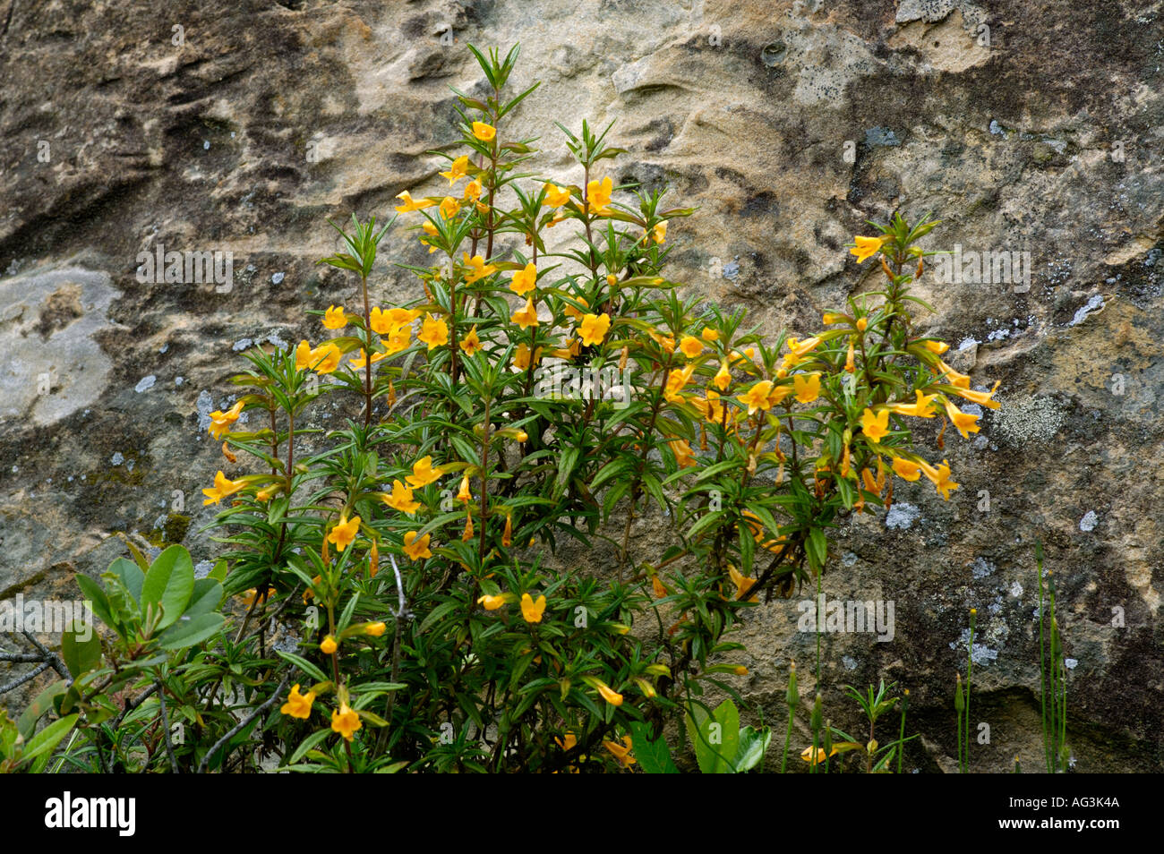 Yellow wildflowers bloom in spring next to stone rock Mount Diablo