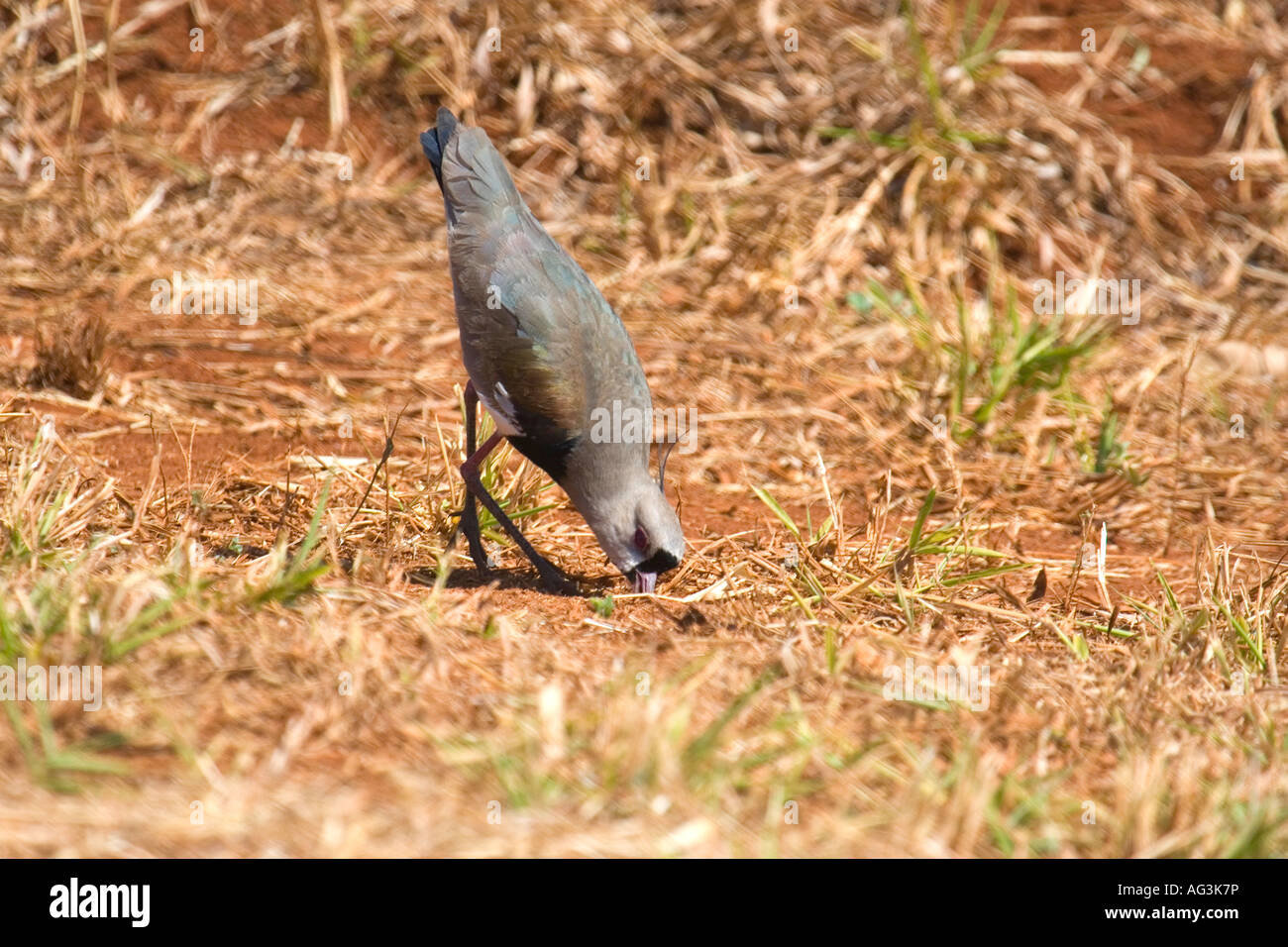 Picture of the Southern Lapwing - Vanellus chilensis. Image taken in the Brazilian Cerrado. Stock Photo