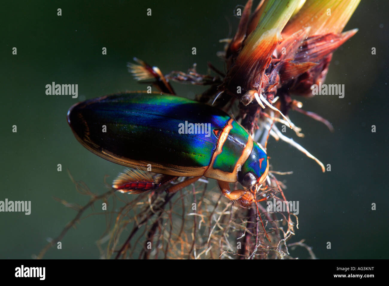 Great diving beetle Dytiscus marginalis freshwater Spain Stock Photo