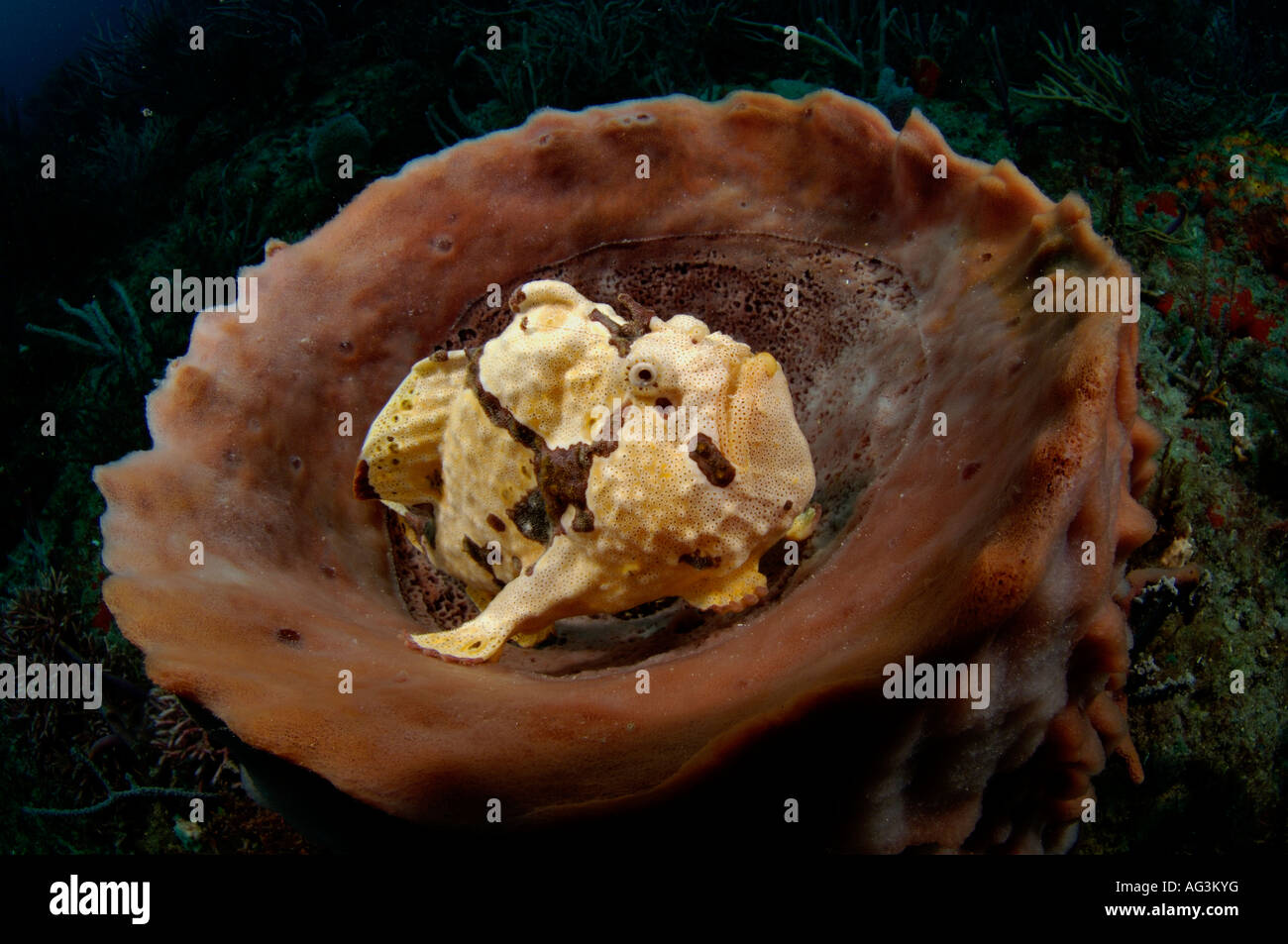 Longlure Frogfish (Antennarius multiocellatus) resting inside a barrel sponge in Palm Beach, FL. Stock Photo