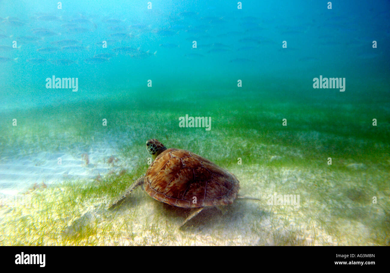 Green sea turtle Chelonia mydas with bigeye scad fish swimming in the background Akumal Bay Quintana Roo Mexico Stock Photo