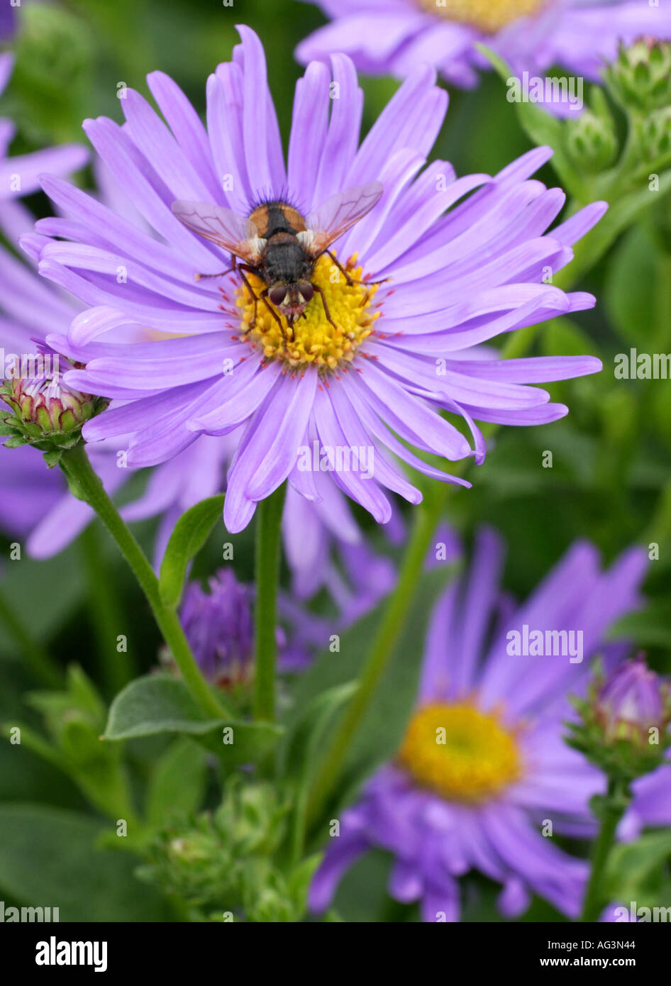 Aster x frikartii Wunder von Stafa with hover fly Wisley Royal Horticultural Gardens Surrey England Stock Photo