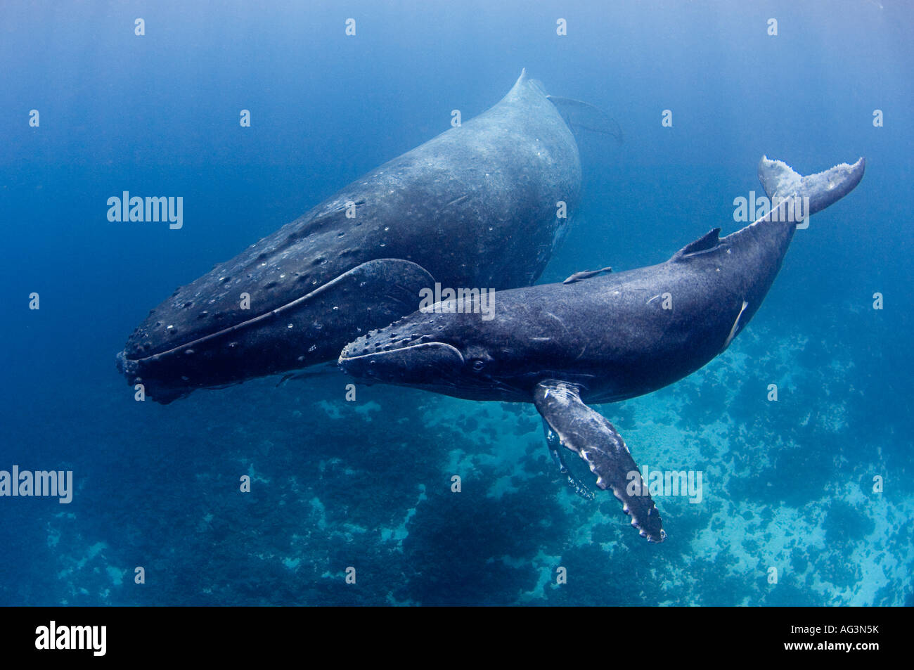 Humpback Whales (Megaptera novaeangliae) in Vava'u, Kingdom of Tonga, a breeding and calving location for whales in the Pacific. Stock Photo