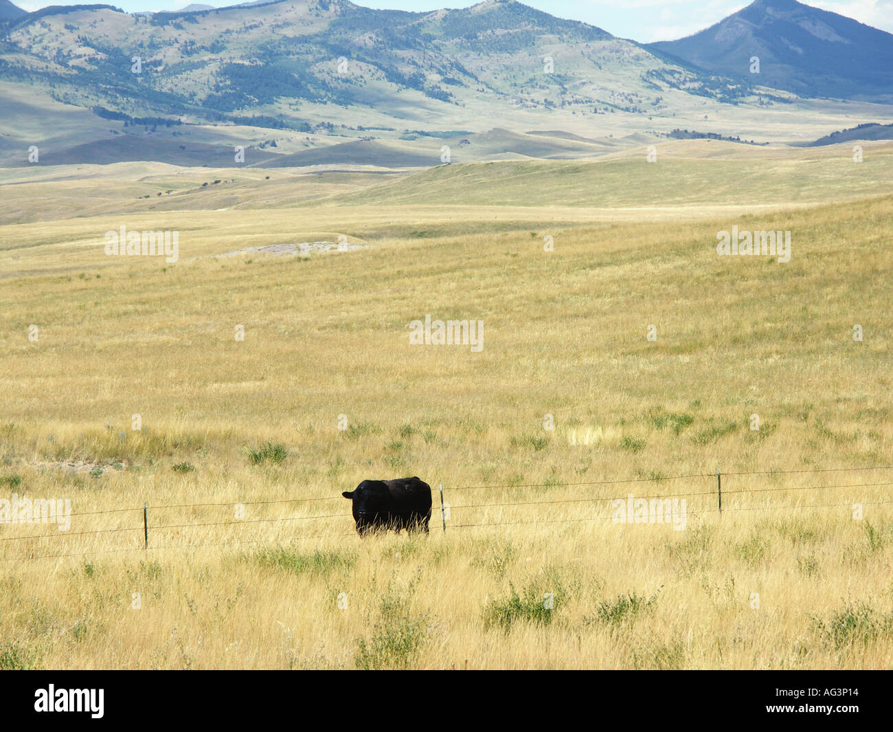 Black Angus Bull Stock Photo - Alamy