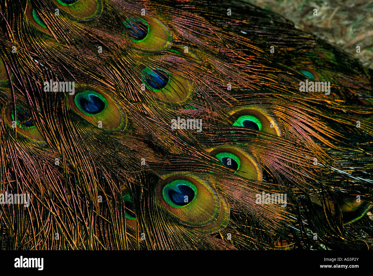 Close-up detail of peacock feathers, South Africa Stock Photo