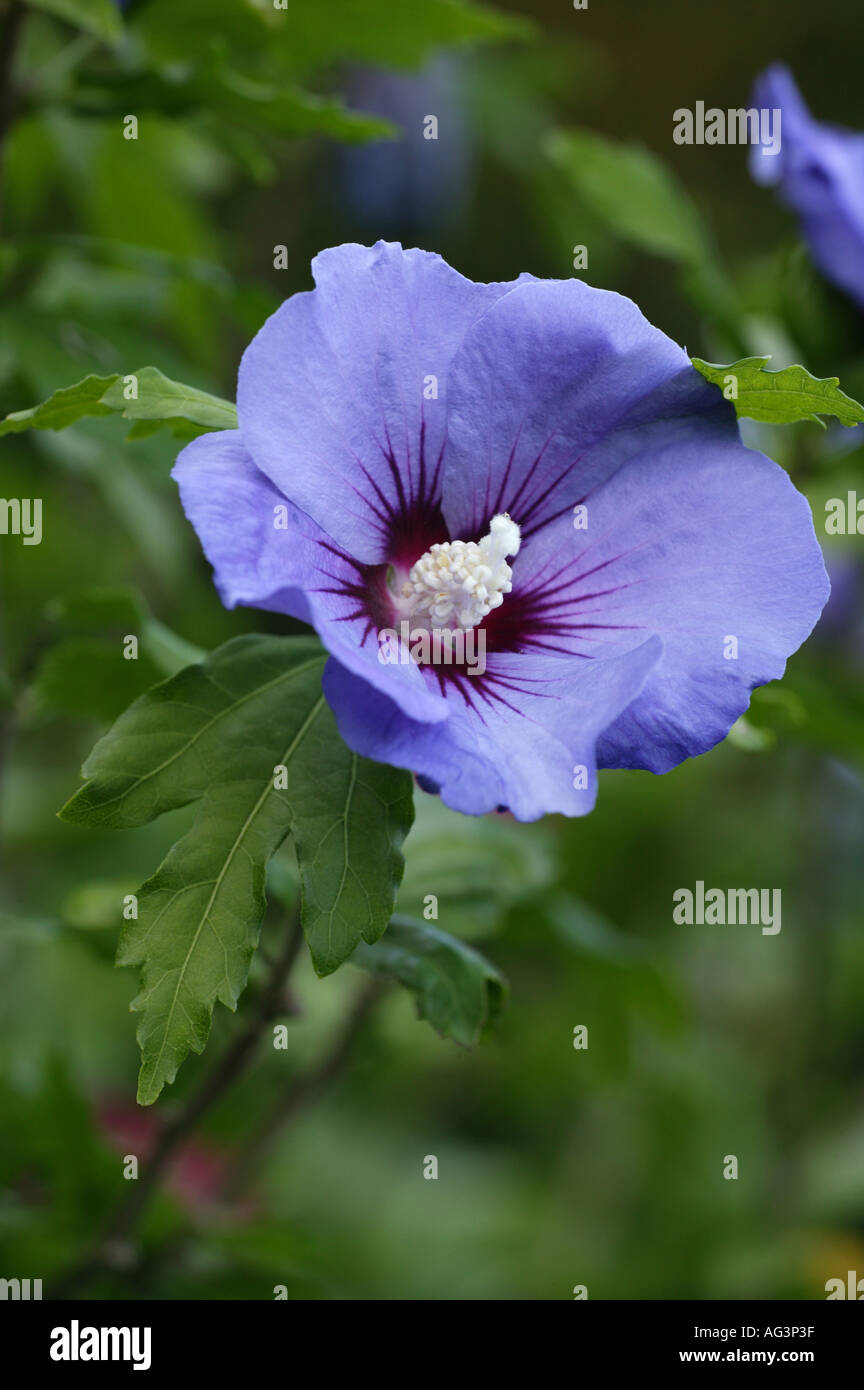 Hibiscus Syriacus Oiseau Blue Stock Photo 4598334 Alamy