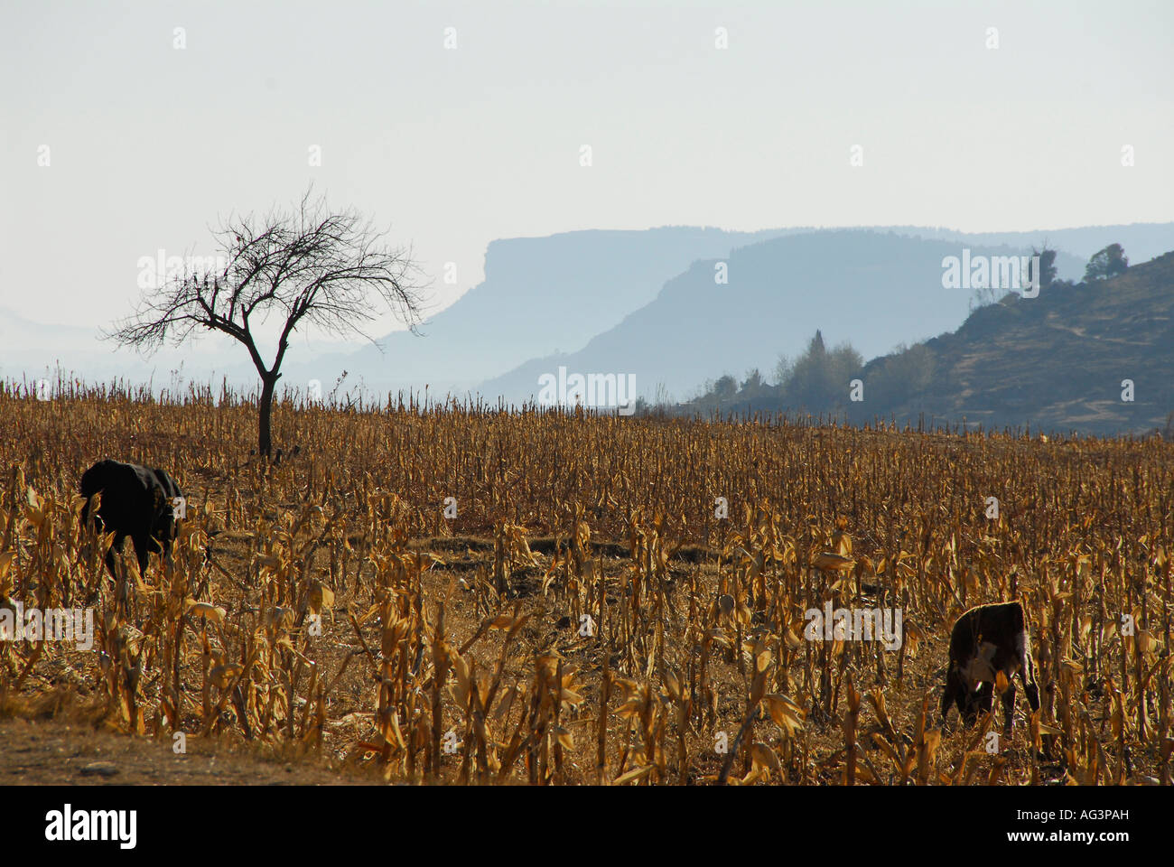 Cattle eating dry maize/corn cobs in winter, Lesotho, Africa Stock Photo