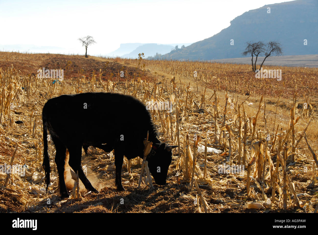 Young bull eating dry maize/corn cobs in winter, Lesotho, Africa Stock Photo