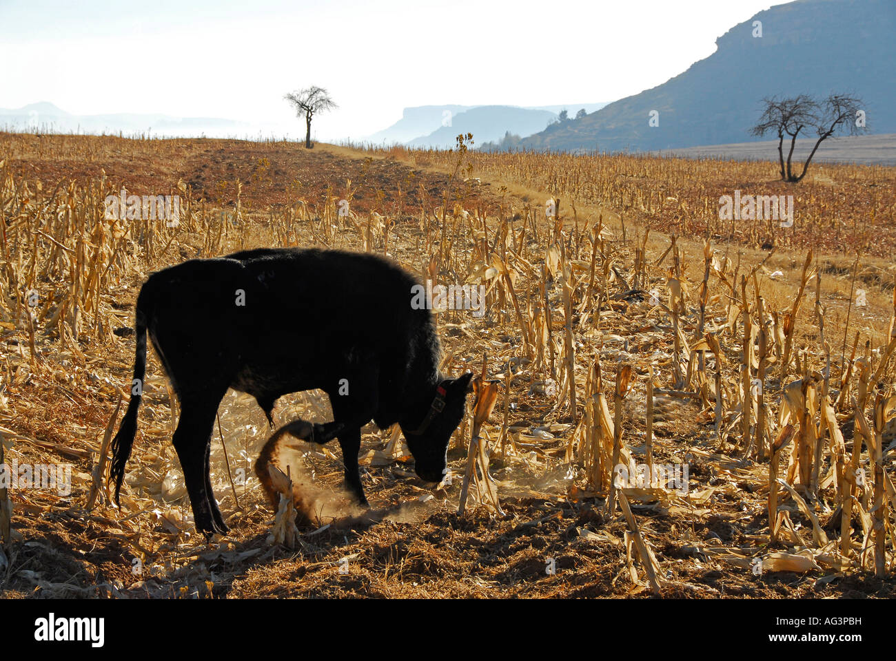 Young bullock pawing earth in dry corn patch, Lesotho, Africa Stock Photo