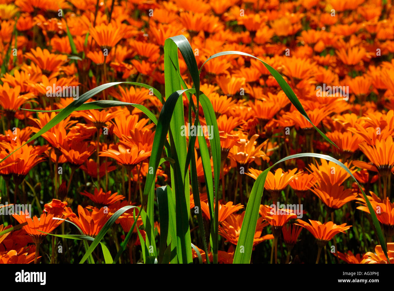 Fresh blades of green wheat growing against bright orange background of daisies, Clanwilliam, Western Cape, South Africa Stock Photo