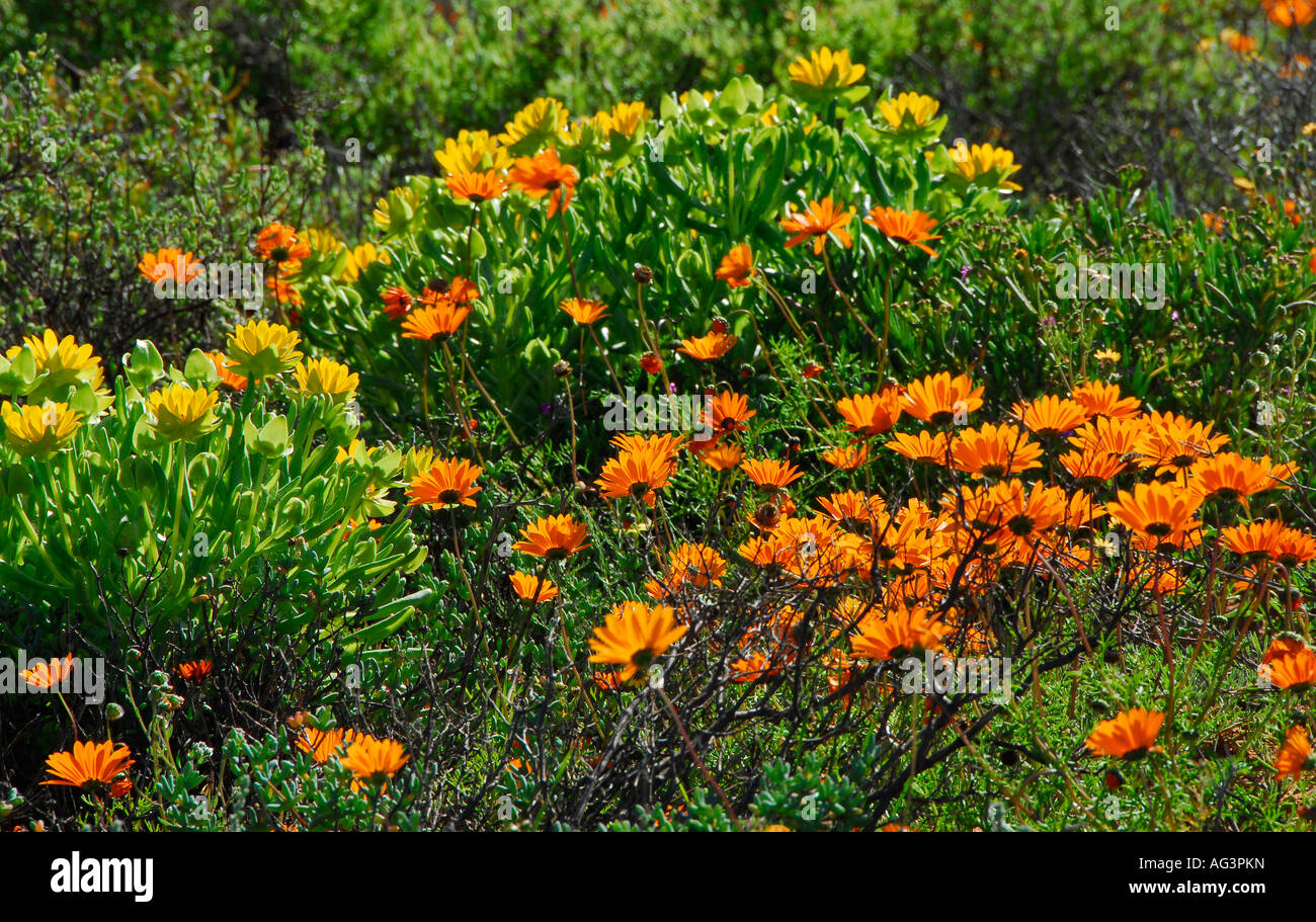 Bright orange daisies flowering in spring, Vredendal, Namaqualand, South Africa Stock Photo