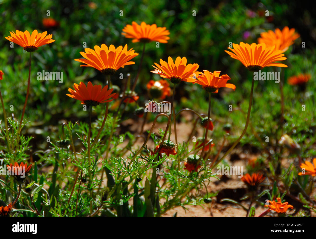 Close-up of bright orange daisies shot from underneath. Vredendal, Namaqualand, South Africa Stock Photo