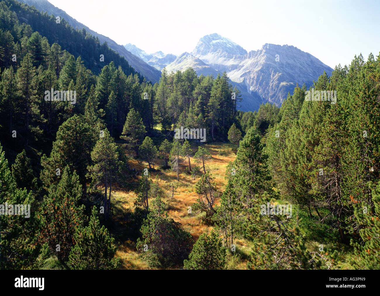 geography / travel, Switzerland, Grisons, landscapes, mountain woods with autumn meadow and Piz Ela at Albulapass, Europe, landscape, mountains, alps, , Additional-Rights-Clearance-Info-Not-Available Stock Photo