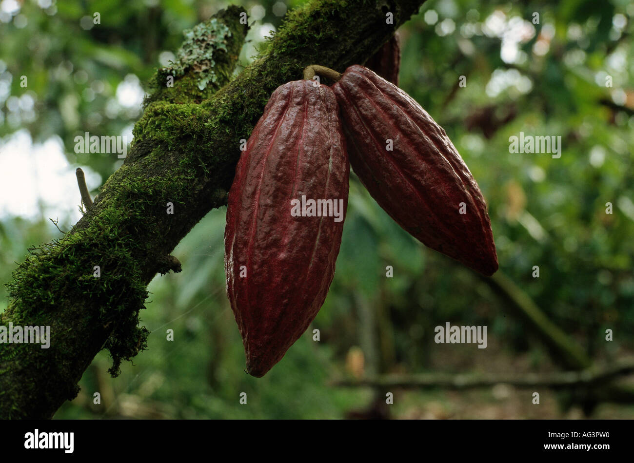 botany, cacao (Theobroma cacao), Additional-Rights-Clearance-Info-Not-Available Stock Photo