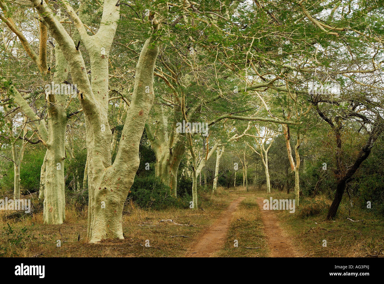 acacia fever trees lining road in Ndumu Game Reserve, South Africa Stock Photo