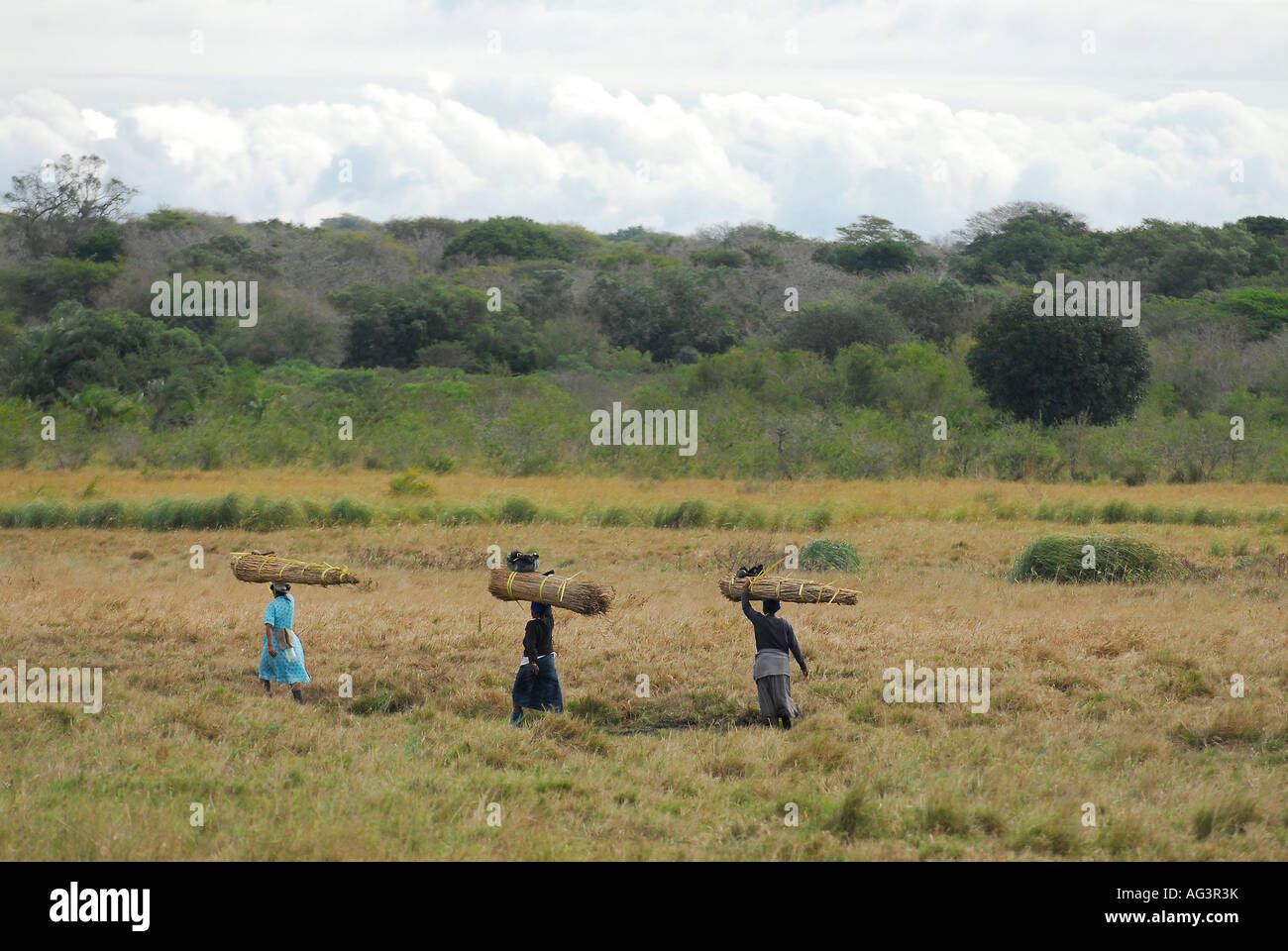 Zulu women of the Tembe tribe gathering thatching grass in Tembe ...