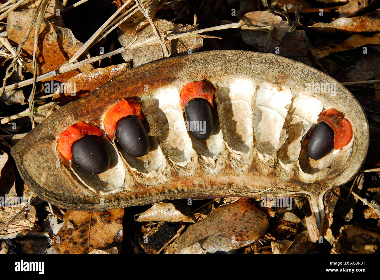Mahogany seed pod hi-res stock photography and images - Alamy