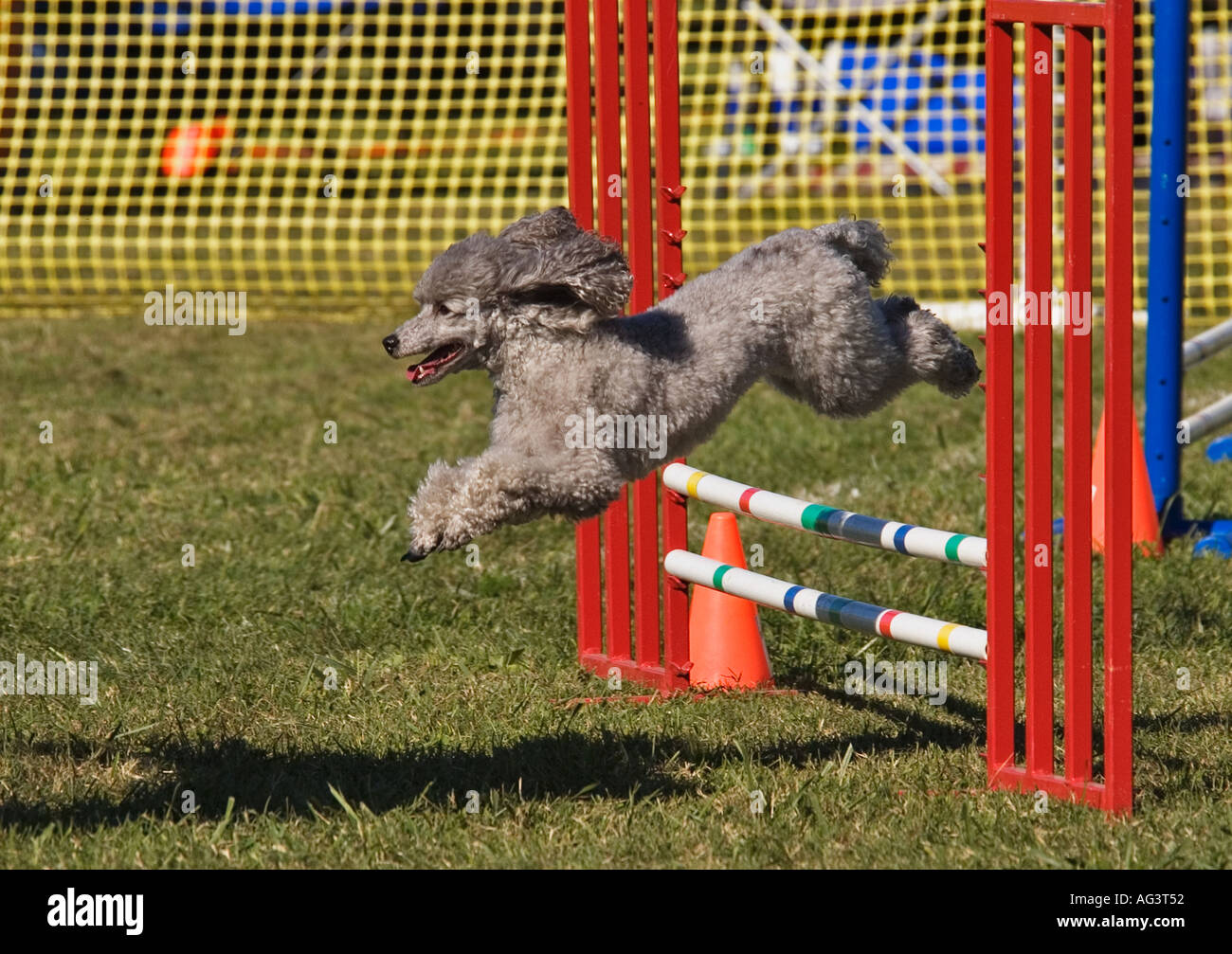 Standard poodle agility hires stock photography and images Alamy