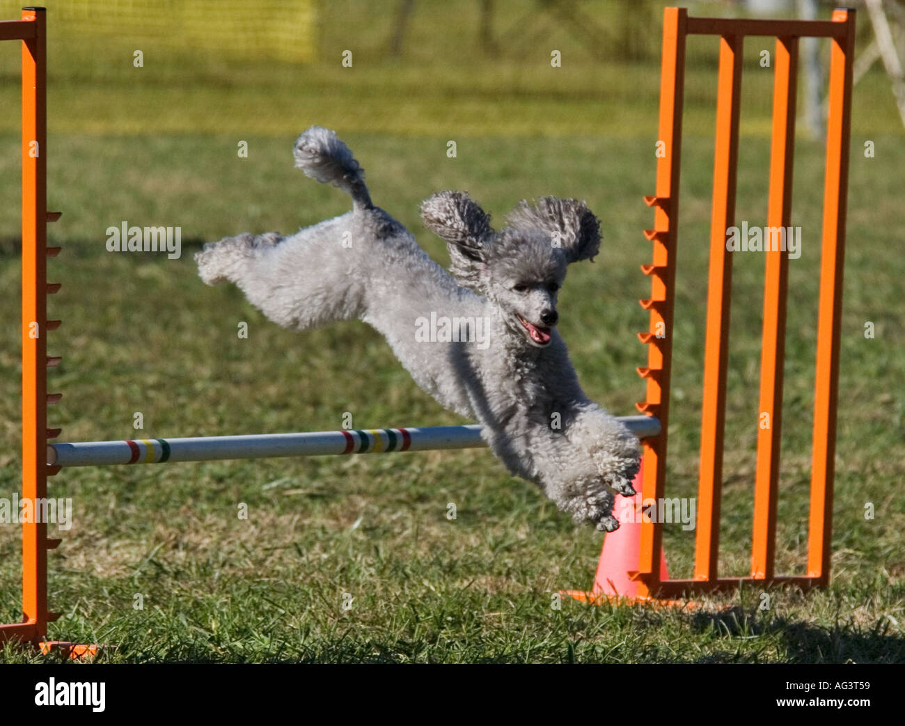 Standard poodle agility hires stock photography and images Alamy