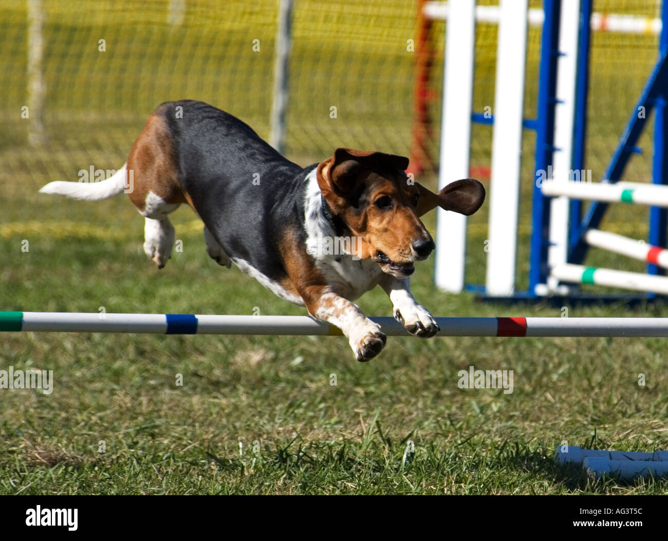 Hot basset hound agility Shop