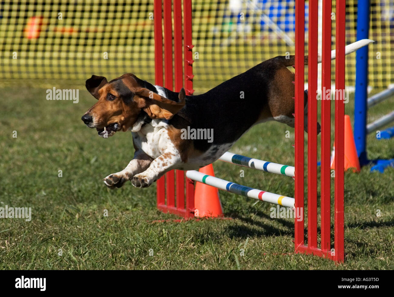 basset agility