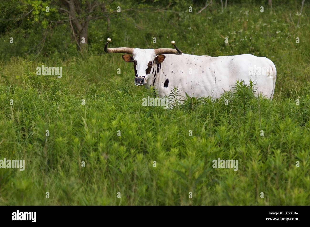 Livestock texas longhorn cow hi-res stock photography and images - Alamy
