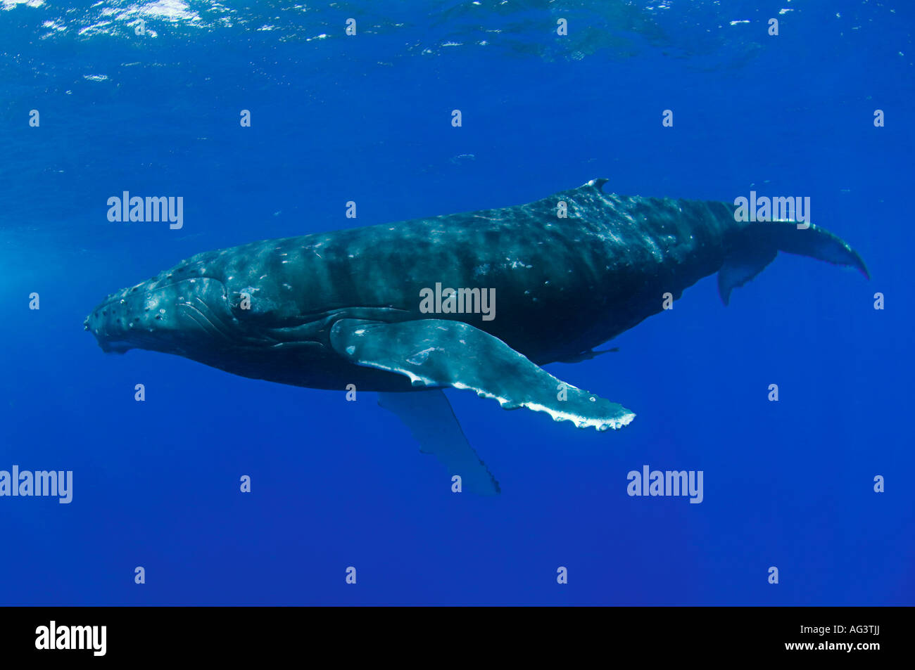Humpback Whale (Megaptera novaeangliae) in Vava'u, Kingdom of Tonga, a breeding and calving location for whales in the Pacific. Stock Photo