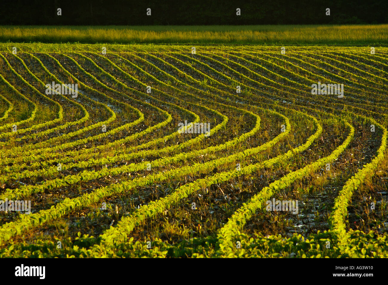 Rows of Newly Planted Soy Beans Washington County Indiana Stock Photo