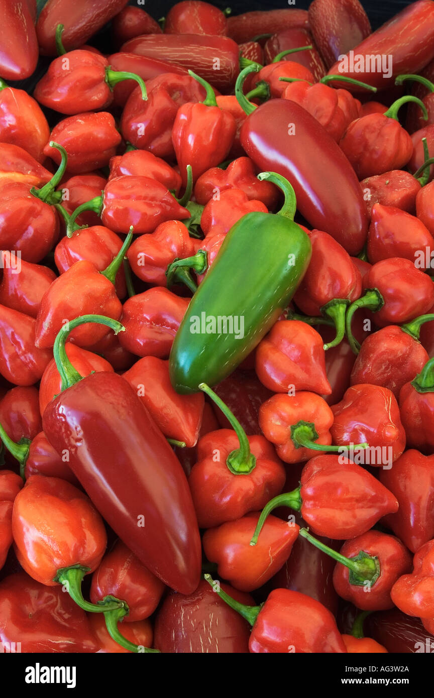 Habanero and Jalapeno Chili Peppers Stock Photo