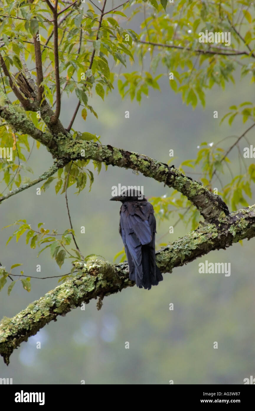 Common Crow Perched On Lichen Covered Branch in Cades Cove in the Great Smoky Mountains National Park in Tennessee Stock Photo