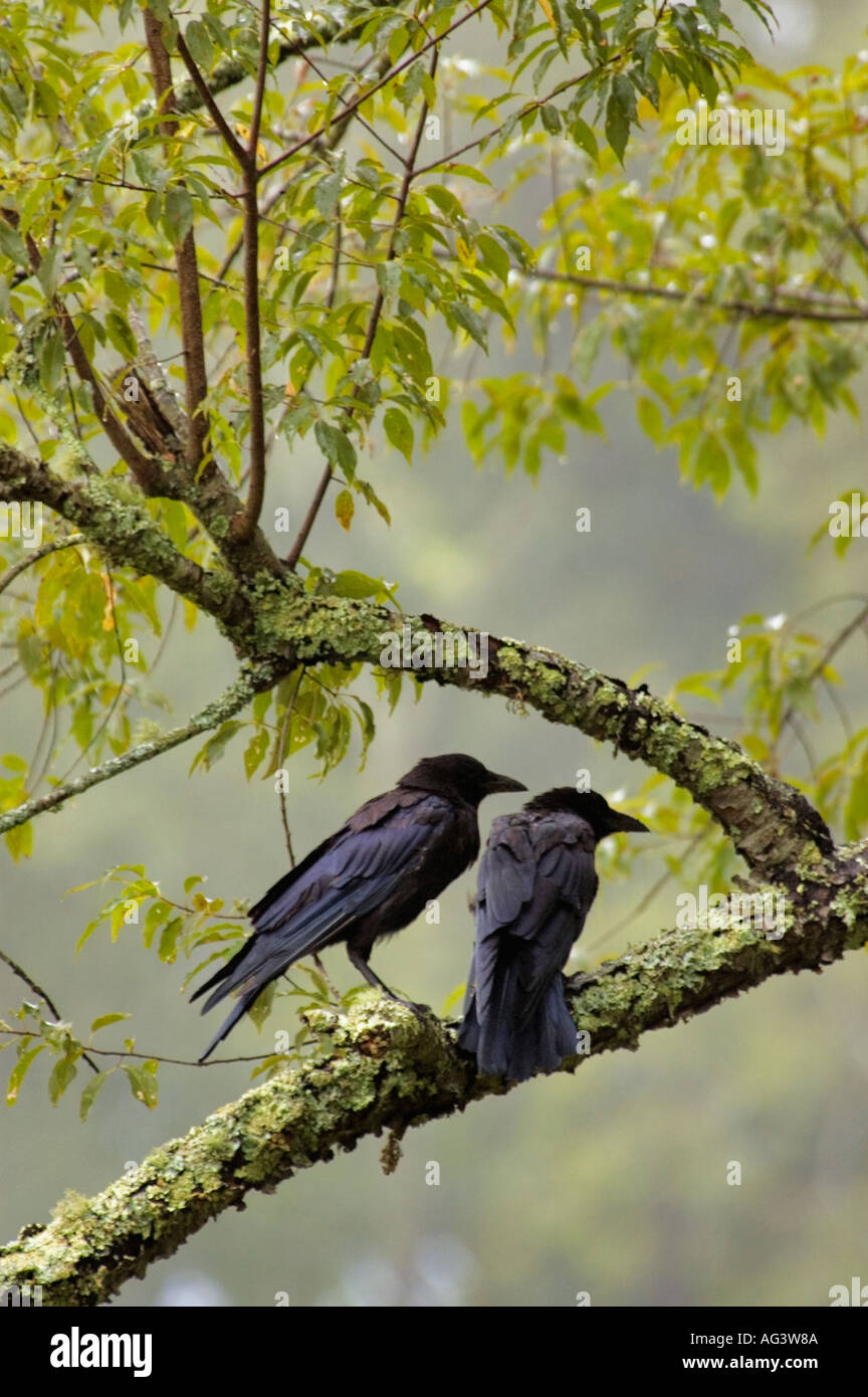 Pair of crow hi-res stock photography and images - Alamy