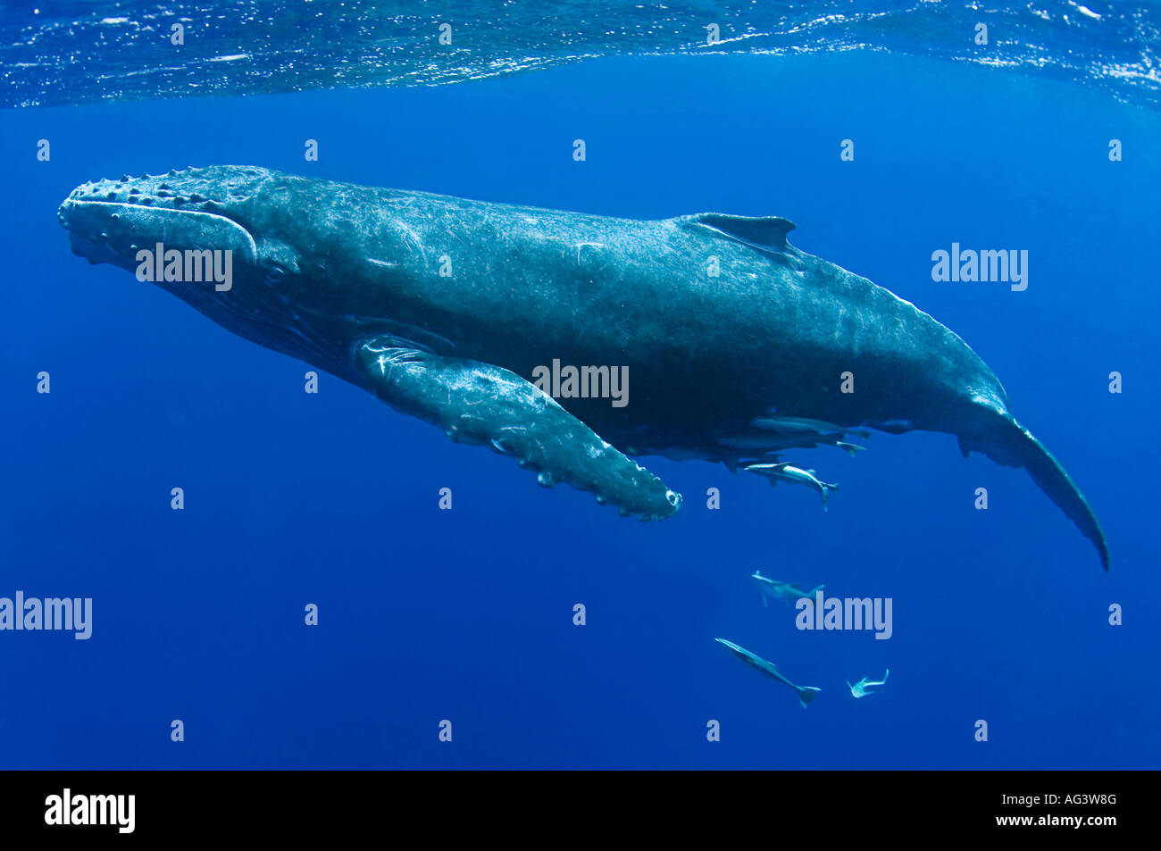 Humpback Whale (Megaptera novaeangliae) in Vava'u, Kingdom of Tonga, a major breeding and calving location for the species. Stock Photo